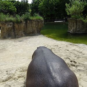 A view from the rear of a hippo