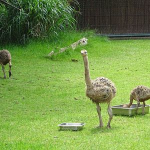 Ostrich chicks