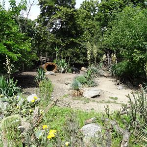 Collared Peccary enclosure