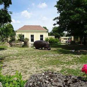 Common Hippopotamus enclosure