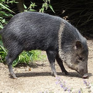 Collared Peccary
