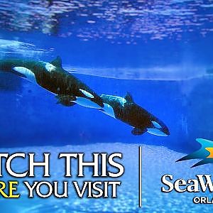 Rating & Reviewing EVERY SeaWorld Orlando Exhibit | Zoo Tours