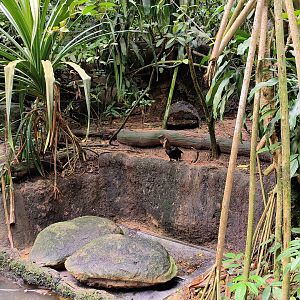 Hornbill Species ID?