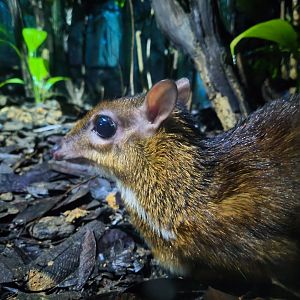 Lesser Mousedeer