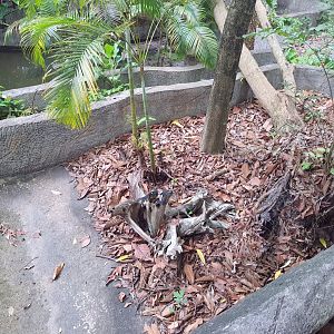 Enclosure for Black Marsh Turtles
