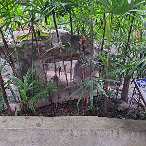 Elongated Tortoise Exhibit