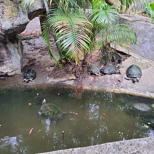 Yellow Headed Temple Turtles