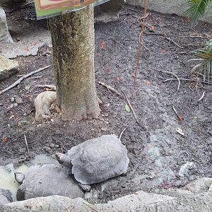 Black Giant Tortoise