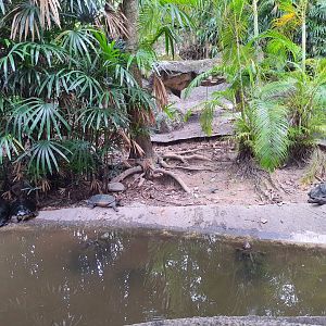 Enclosure for Giant Asian Pond Turtles
