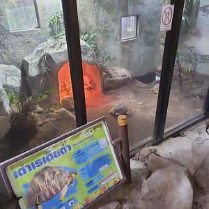 Radiated Tortoise Exhibit