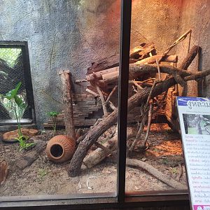Boa Constrictor Exhibit- Chiang Mai Zoo