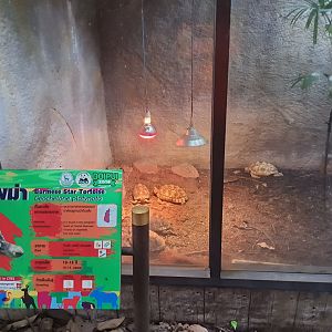 Burmese Star Tortoise Exhibit