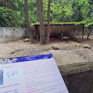 Enclosure for African Spurred Tortoises