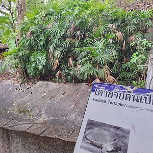 Enclosure for Painted Terrapin