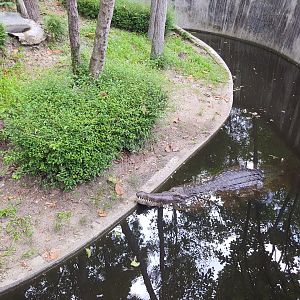 Enclosure for False Gharial