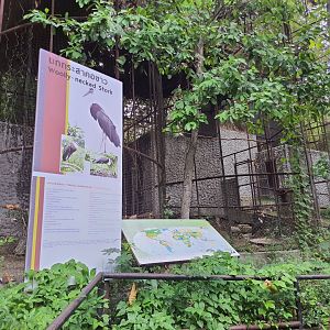 Wooly-necked Stork Aviary #2
