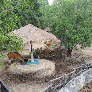 Asian Ungulate Paddock