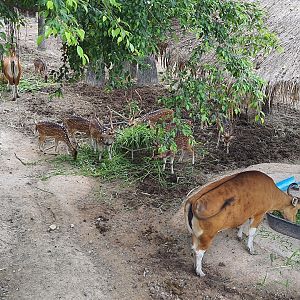 Spotted deer herd & Banteng