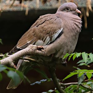 Bare-eyed pigeon (Patagioenas corensis)