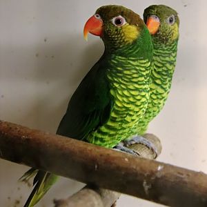 Yellow-cheeked lorikeet (Saudareos meyeri)
