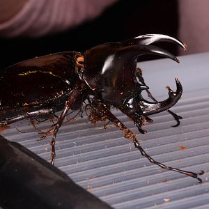 Three-horned rhinoceros beetle (Chalcosoma moellenkampi)