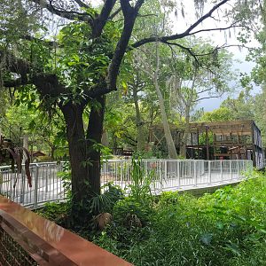 Looking Towards Future Amur Leopard Exhibit