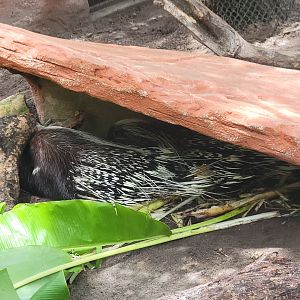 Porcupine Exhibit Back Open