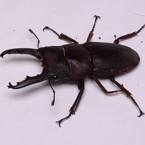 Bornean purple stag beetle (Serrognathus taurus subtaurus)