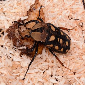 Orange-spotted fruit chafer (Mecynorhina passerinii)