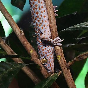 Tokay Gecko (Gekko gecko)