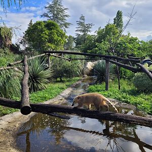 South American coati exhibit -Zoo du bassin d'Arcachon (2024)
