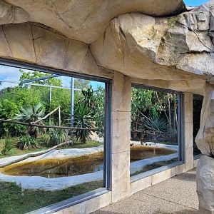 Ocelot exhibit -Zoo du bassin d'Arcachon (2024)