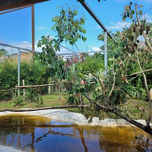 Ocelot exhibit -Zoo du bassin d'Arcachon (2024)