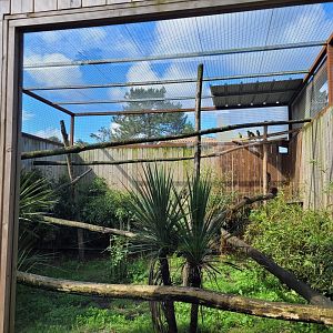 Nanday parakeet, Coppery titi, Red-bellied tamarin and Bearded emperor tamarin exhibit -Zoo du bassin d'Arcachon (2024)