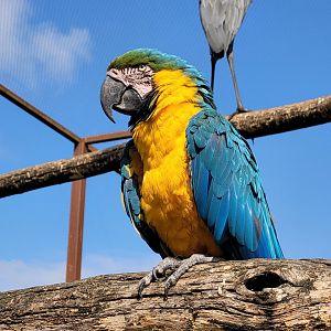 Blue-and-gold macaw -Zoo du bassin d'Arcachon (2024)