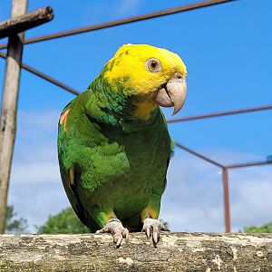 Double yellow-headed amazon -Zoo du bassin d'Arcachon (2024)