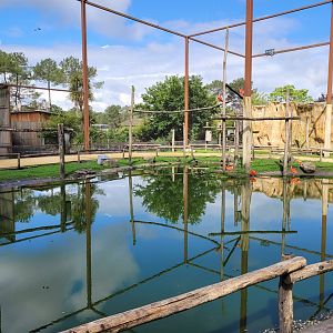 South American aviary -Zoo du bassin d'Arcachon (2024)