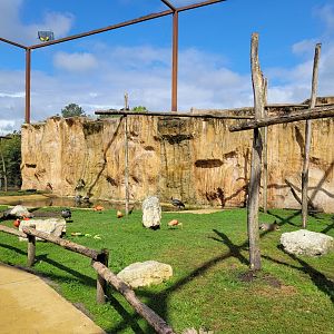South American aviary -Zoo du bassin d'Arcachon (2024)