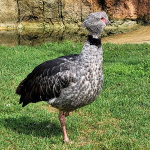 Southern screamer -Zoo du bassin d'Arcachon (2024)