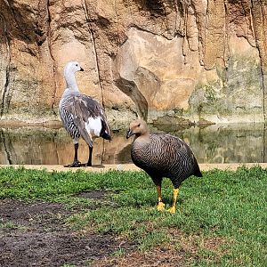 Upland geese -Zoo du bassin d'Arcachon (2024)