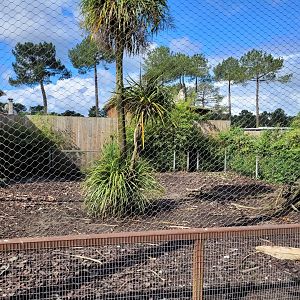 Collared peccary exhibit -Zoo du bassin d'Arcachon (2024)
