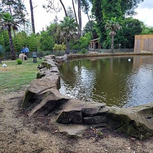 Black-necked swan, Coscoroba swan and Common shelduck exhibit -Zoo du bassin d'Arcachon (2024)