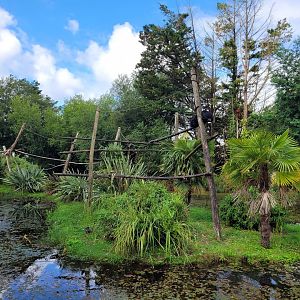 Colombian black spider monkey exhibit -Zoo du bassin d'Arcachon (2024)