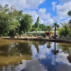 Black-necked swan, Coscoroba swan and Common shelduck exhibit -Zoo du bassin d'Arcachon (2024)
