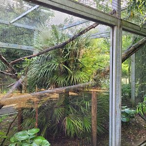 Red-bellied tamarin exhibit -Zoo du bassin d'Arcachon (2024)