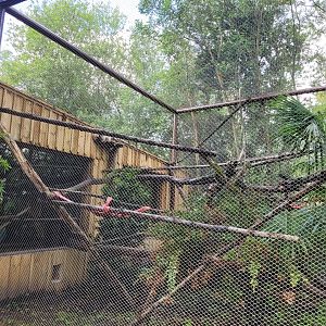 Paraguayan tamandua and Goeldi's marmoset exhibit -Zoo du bassin d'Arcachon (2024)