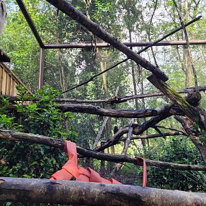 Paraguayan tamandua and Goeldi's marmoset exhibit -Zoo du bassin d'Arcachon (2024)