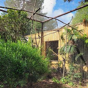 Guira cuckoo, Golden lion tamarin, Common marmoset and Azara's agouti exhibit -Zoo du bassin d'Arcachon (2024)