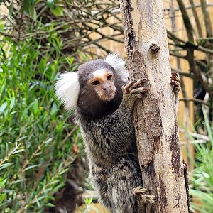 Common marmoset -Zoo du bassin d'Arcachon (2024)