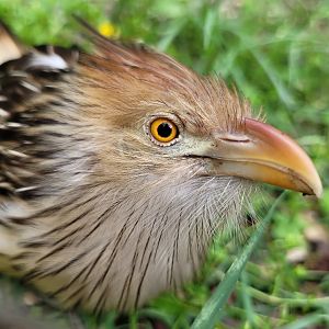 Guira cuckoo -Zoo du bassin d'Arcachon (2024)